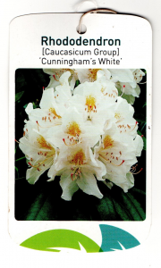 Rhododendron Cunningham's (bianca)