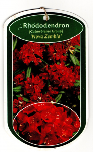 Rhododendron Nova Zembla (rossa)