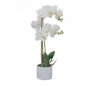 EDG orchidea bianca riproduzione con vasetto bianco