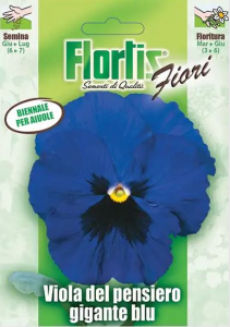 Flortis viola del pensiero gigante blu