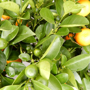 CALAMONDINO (Citrus Madurensis)