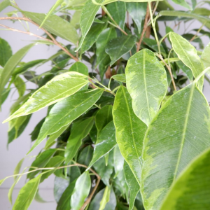Ficus Benjamina Aurea cespuglio