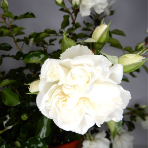 Rosa bianca Carte Blanche