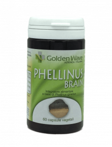 PHELLINUS BRAIN (60 cps)