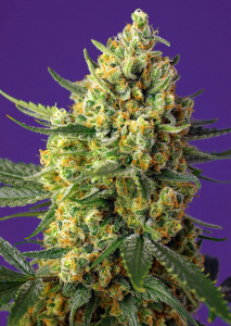 Crystal Candy XL Auto® (SWS87) Sweet Seeds