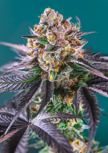 RED STRAWBERRY BANANA AUTO® (SWS90) Sweet Seeds