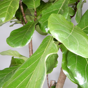 Ficus Lyrata ramificato 