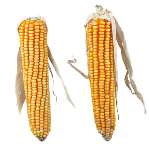 Trixie Pannocchie di mais PURE NATURE 2x confezioni 