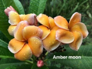 Amber Moon