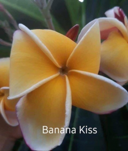 Banana Kiss