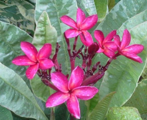 variegated red