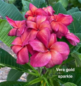 Vera Gold Sparkle - Talea