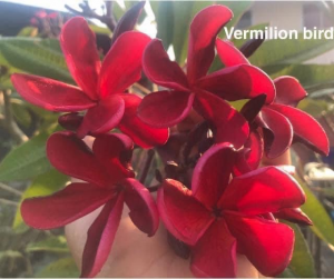 Vermillion Bird - Talea