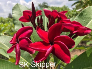 Sk Skipper - Vaso 10