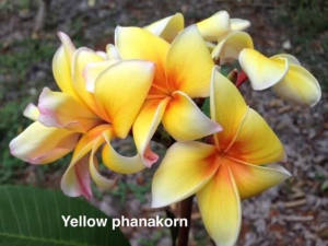 yellow phanakorn