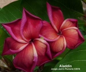 Aladdin - Radice Nuda