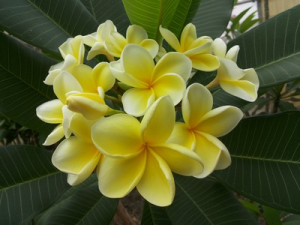 Australian Yellow aka Bowen Yellow - Talea