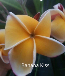 Banana Kiss - Talea