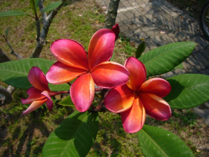 Ceylon Beauty - Talea