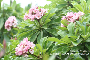 Dwarf Siam Pink Pudica - Talea