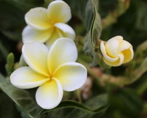 Dwarf Siam Yellow - Talea