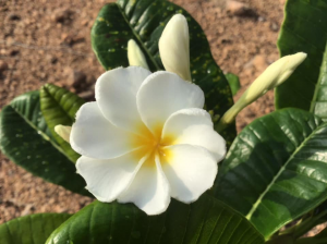 Dwarf Snow Flake - Talea