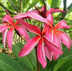 Hawaian Pink Spider - Talea