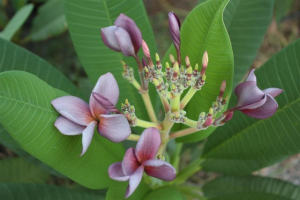 Muang Sengyam alias Siam Lavander - Talea