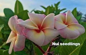 Nui Seedling - Talea