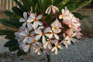 P. Obtusa Dwarf Pink Singapore - Talea