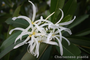 P. Stenopetala Khao Ramponey - Talea