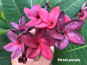 Pirom Purple - Talea