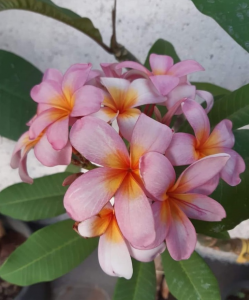 Plumeria Angustiloba - Radice Nuda