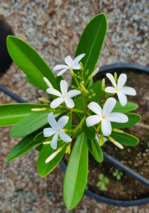 Plumeria Ekmani - Radice Nuda