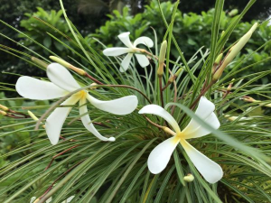 Plumeria Filifolia - Vaso 10