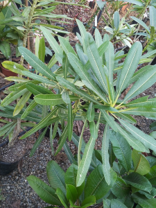 Plumeria Stenophylla - Talea