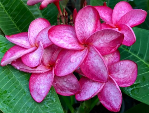 pompano pink - Talea