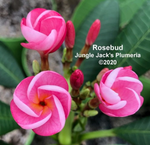 Rosebud - Vaso 10