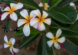 Siam Rainbow Obtusa - Talea