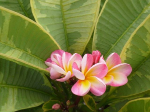 Silver Variegated Leaf - Radice Nuda