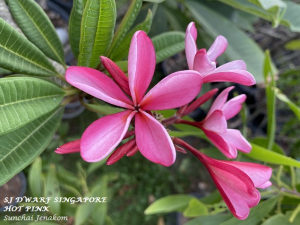 SJ Dwarf Singapore Hot Pink - Talea