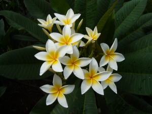 Star White - Talea