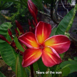 Tears Of The Sun - Talea