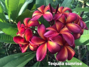 Tequila Sunrise - Talea