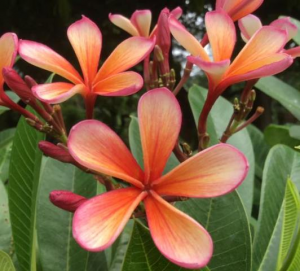 Thai Dwarf Orange - Talea