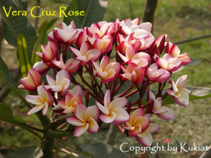 Vera Cruze Rose - Talea