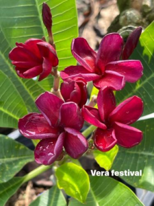 Vera Festival - Talea