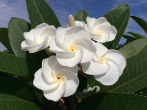 White Pansy - Talea