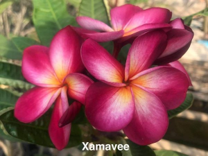 Xamavee - Talea