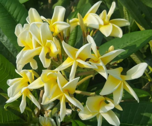 Yellow Petal Twist - Talea